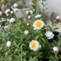花かんざし,癒し,植物のある暮らしの画像