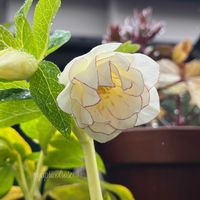 クリスマスローズ,貝母百合,クリスマスローズ　ホワイトゴールド,クリスマスローズダブル多弁,ガーデニングの画像