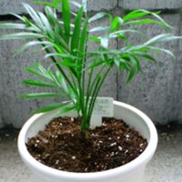 コスモス,テーブルヤシ,テーブルヤシ,ヤグルマギク,100均の画像