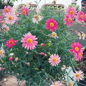 葉牡丹,PWマーガレット ストロベリーホイップ,PWマーガレット ストロベリーホイップ,シクラメン イリュージア,温室の画像