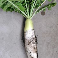 ダイコン,ウスイエンドウ,鉢栽培,ベランダの画像