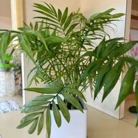 カンノンチク,テーブルヤシ,テーブルヤシ,トックリラン,ナンヨウスギ （アローカリア）の画像