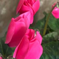 アンスリウム,アンスリウム,シクラメン,シクラメン,シクラメンの画像