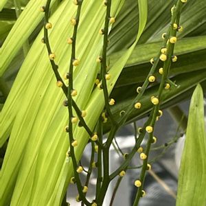 テーブルヤシ,テーブルヤシ,温室,黄色い花,今日のお花の画像