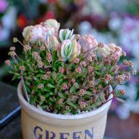 多肉植物,ベランダガーデニング,多肉植物のある暮らし,癒し…♡,可愛い❤の画像