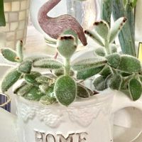 七宝樹,七宝樹,七宝樹,七宝樹,多肉植物のある暮らしの画像