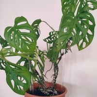 マドカズラ,観葉植物,インドアグリーン,葉っぱ好き,みどりのある暮らしの画像