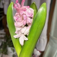 花のある暮らし,季節のお花,我が家のお花,ヒヤシンス水栽培,花好きの画像