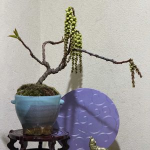 キブシ,キブシ,木五倍子,盆栽,小品盆栽の画像