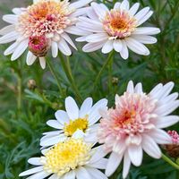 ガーベラ,ガイラルディア,マーガレット,マーガレット レディフレア,マーガレット スノーフレアの画像