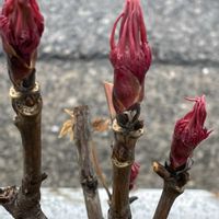 ウメ,ボタン,ユキヤナギ,リュウキンカ,黄色い花の画像