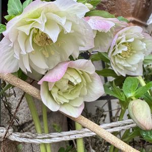 クリスマスローズ,クリスマスローズ,コキア,アトランティス,セダム属の画像