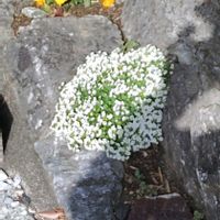 スイートアリッサム の画像