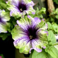 インパチェンス,ペチュニア,ペチュニア,ペチュニア.アマゾナスプラムコカトゥー,鉢植えの画像