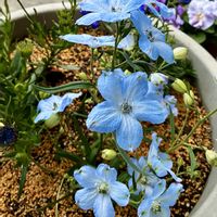 デルフィニウム,いつもありがとう♡,春の訪れ,大好きな花,優しい気持ちの画像