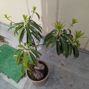 イジュ,沖縄,横浜の画像