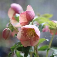 クリスマスローズ,花のある暮らし,緑のある暮らし,HTC,信楽狸倶楽部の画像