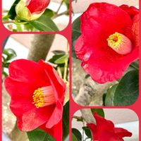 カーネーション,スノーフレーク,水菜,オステオスペルマム,つばきの画像