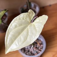 シンゴニウム,シンゴニウム,観葉植物,ハイドロカルチャー,室内管理の画像