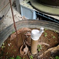 ポポーの実,果物,山野草,挿し木,接ぎ木の画像