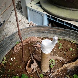 ポポーの実,果物,山野草,挿し木,接ぎ木の画像