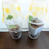 アロカシア,アロカシア　スカルプラム,アロカシア　スカルプラム,観葉植物,植え替えの画像