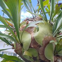 コウモリラン,シダ,ビカクシダ,コウモリラン・ビカクシダ,シダ植物の画像