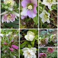 植木鉢,花いろいろ,バラと夢CLUB,おうち園芸,2019同期の画像