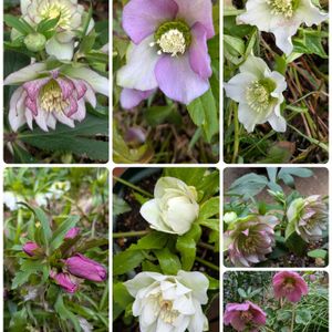 植木鉢,花いろいろ,バラと夢CLUB,おうち園芸,2019同期の画像