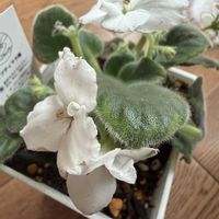 セントポーリア,鉢植え,白い花,花のある暮らし,処分品の画像