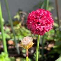 アルメリアの画像