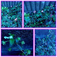 ランタナ,コバノランタナ,庭の画像