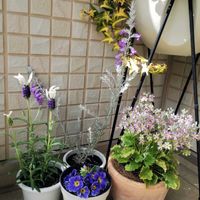 プリムラ,フレンチラベンダー,エレモフィラ・ニベア,プリムラジュリアン ゼブラ,ウインティー ブルーピコティの画像