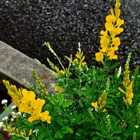 ヒメエニシダの画像