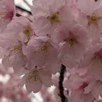 菜の花,河津桜,クロガネモチ,灘浜緑地,お出かけ先の画像