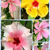 サクランボ,パイナップル,リコリス,ハイビスカス ハワイアンイエロー,ハイビスカスヘップバーンピンクの画像