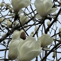 モクレン,モクレン,マグノリア,ハクモクレン,ハクモクレンの画像