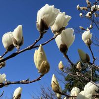モクレン,ハクモクレン（白木蓮）,金曜日の蕾たち,Juneの会,秘密の花園♡の画像