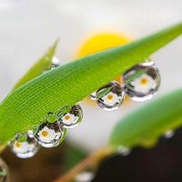 オウバイ,オウバイ,スイセン,スイセン,黄梅の画像