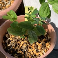 サンカヨウ,ヒペリカム,日本サクラソウ,チェリーセ―ジ,可愛いの画像