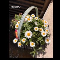 ノースポール,お花の寄せ植え,春のお花,春の寄せ植え,玄関アプローチの画像