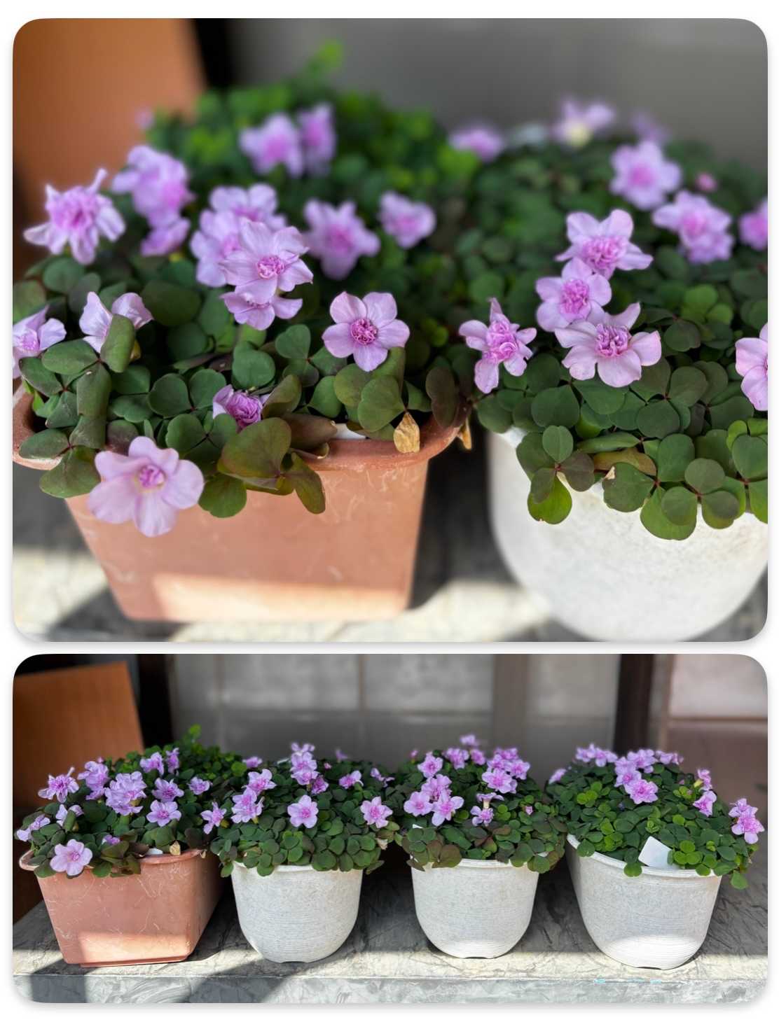 オキザリス・オックスローズ 2025 掘り上げ〜植え付け〜開花まで