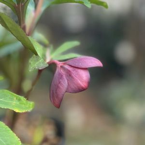 クリスマスローズ,ナチュラルガーデン,ジャンクガーデン,シェードガーデン,ナチュラルスタイルの画像