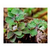 ミヤマオダマキ,山野草,プランター,キンポウゲ科,多年草の画像