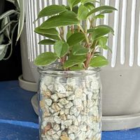 ペペロミア,リビング・ダイニングの画像