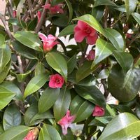 子宝弁慶草,椿（侘助）,サクラソウ（桜草）,楽しいひな祭り♡の画像