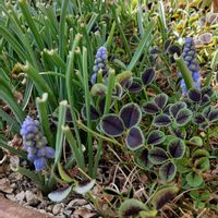 ムスカリ,ブラッククローバー,球根植物,春が来たの画像