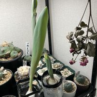 水耕栽培, チューリップの画像