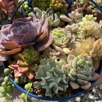 グリーンネックレス,ビアホップ ,ダスティローズ,多肉植物,普及種の画像