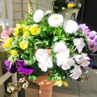 デージー,ハツユキカズラ,パンジー・ビオラ,ムルチコーレ,黄金カズラの画像